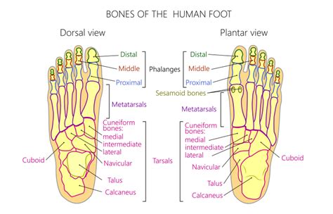 Kesakitan Kaki Ini Perkara Yang Perlu Anda Fahami