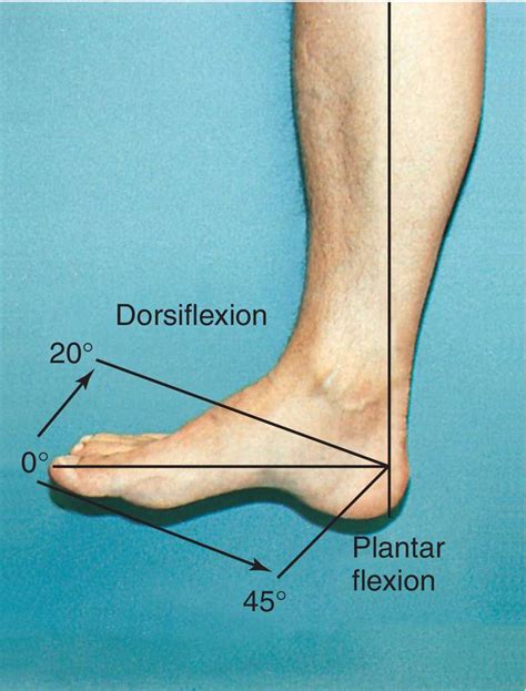 Dorsiflexion And Plantar Flexion Of The Foot Plantar Flexion