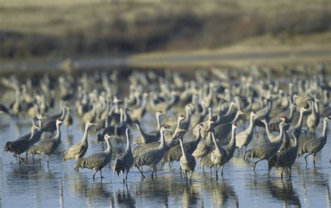 Download Free Photo Of Sandhill Cranesbirdswildlifeflocknature