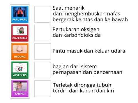 ORGAN PERNAFASAN MANUSIA Match Up