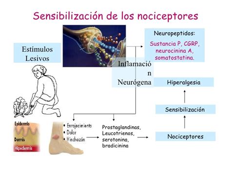 Biologia Receptores Sscc