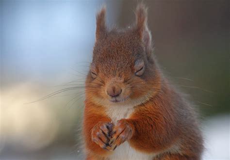 Nubbsgalore Red Squirrels In Winter Photos By Click Pic Chris