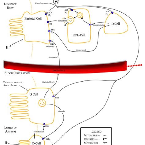 Mechanism of gastric acid secretion. 16 | Download Scientific Diagram