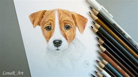 Drawing A Realistic Dog Jack Russell Terrier With Colored Pencils Youtube