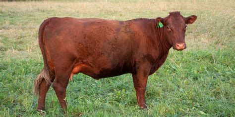 Red Devon Cattle Gourmet Beef On Grass Abiding Acres Farm Red