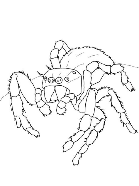 Tarantula Coloring Page At Free Printable Colorings