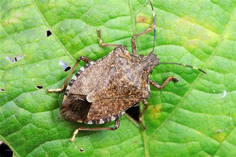 Come eliminare le cimici in casa Tutti i rimedi naturali più efficaci