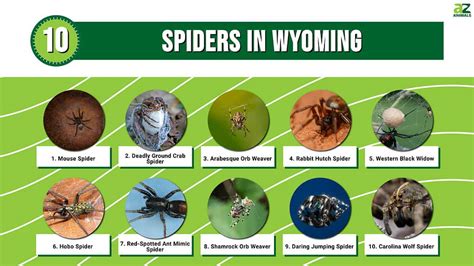 10 Spiders In Wyoming A Z Animals