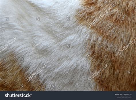 119,324 Cat Fur Texture Royalty-Free Photos and Stock Images | Shutterstock