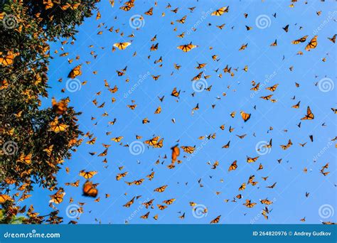 Monarch Butterflies Danaus Plexippus Are Flying On The Background Of