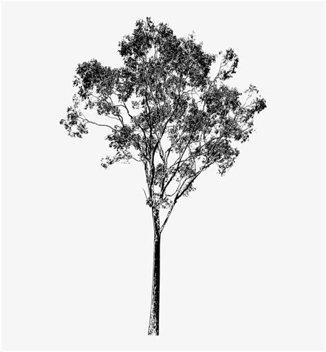 Eucalyptus Tree Drawing At Getdrawings Eucalyptus Gum Tree Png