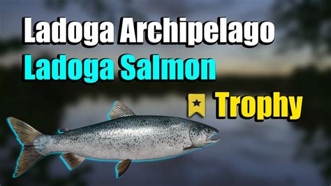 🎣russian Fishing 4 Rf4 Ladoga Archipelago Ladoga Salmon Trophy Youtube