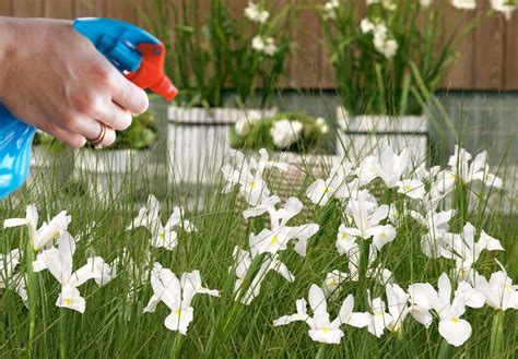 Como plantar bolbos de íris holandesa O seu guia completo