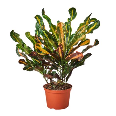 Mammy Croton | Plant Addicts