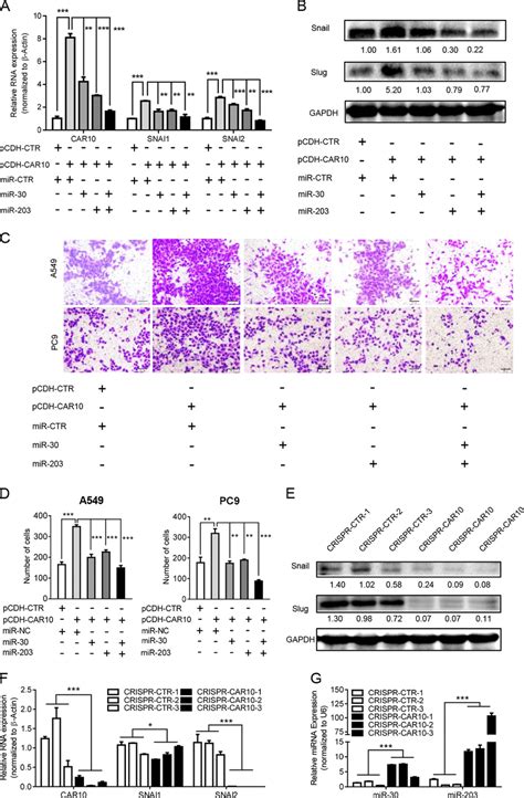 CAR10 Promoted EMT Through MiR 30 203 SNAI1 2 Axis A B The MRNA A