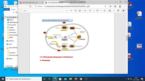 Biologie Cellulaire S Lysosomes Vid O Partie Youtube