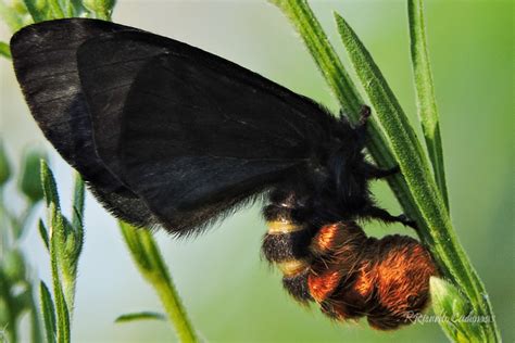 Azotador El Terrible Gusano Quemador Que Se Transforma En Mariposa