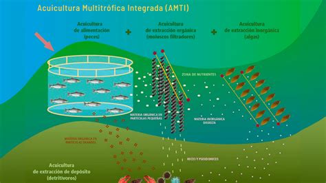 Acuicultura Multitrófica Integrada Acuicultura De España