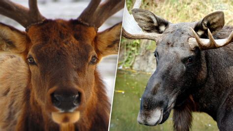 Elk Vs Moose- How To Tell, Differences, A Quick Guide