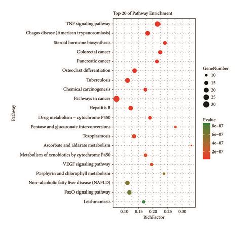 Differentially Expressed Gene Pathway Enrichment Point Diagram The