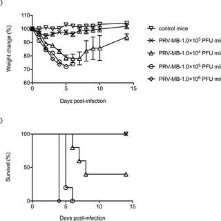 Changes In The Body Weight A And Survival Rate B Of BALB C Mice