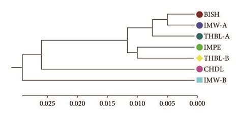 UPGMA Dendrogram Based On Neis 1972 Unbiased Measures Of Genetic