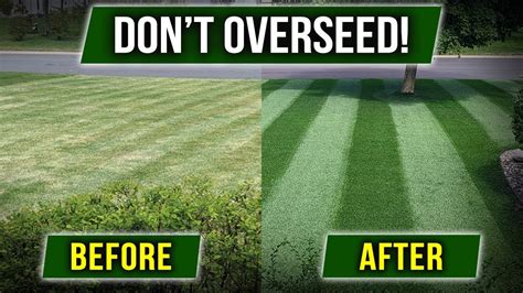 Stop Overseeding There S A Cheaper Way Youtube