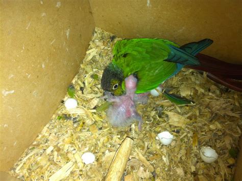 Green-Cheeked Conure Facts, Habitat, Diet, Adaptations, Pictures