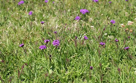 Verveine Rugueuse Verbena Venosa Pour Jardins Secs Plantation