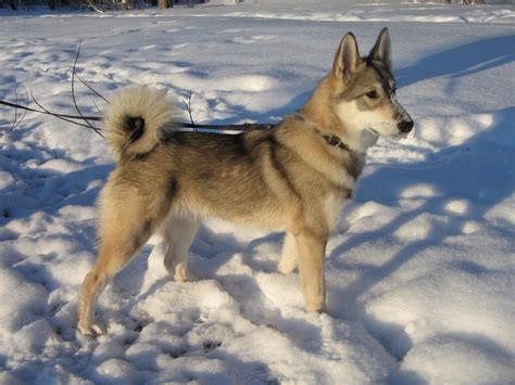 Западно-сибирская лайка: описание породы с фото — Pet-Mir.ru