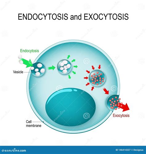 ++ 50 ++ exocytosis and endocytosis 275586-Exocytosis and endocytosis ...