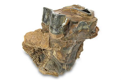295 Fossil Woolly Rhino Coelodonta Tooth In Jawbone Siberia