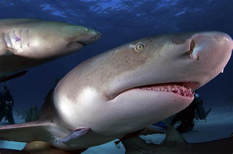 Lemon Shark Photograph By Greg Amptman