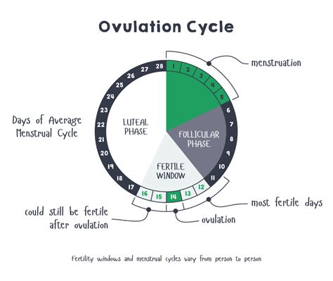 Ovulation Cycle Fertile Days