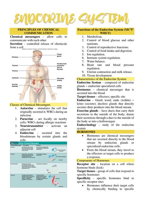 SOLUTION Endocrine System Notes Anatomy And Physiology Studypool