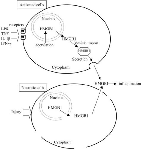 Pathways Of Hmgb1 Secretion Upper Lipopolysaccharide Lps Or