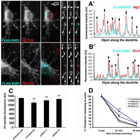 Ehd Co Localizes With Endocytosed Ngcam And Transferrin And Is