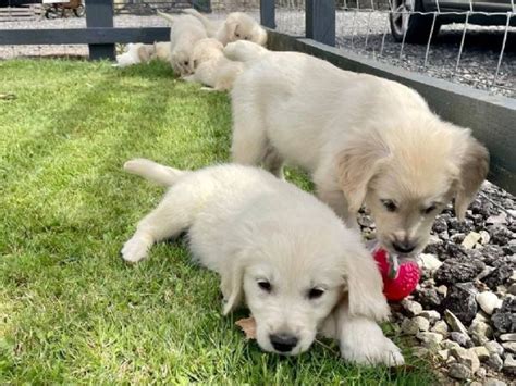 Vendita Golden Retriever Da Privato A Barletta Andria Trani Bellissimi