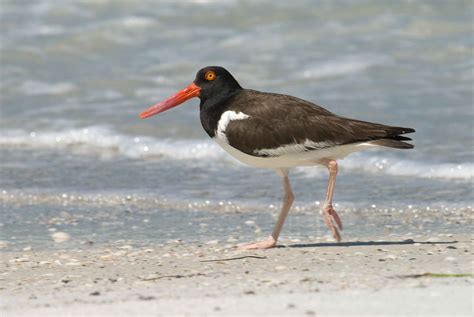 Free picture: portrait, bird, American, oystercatcher