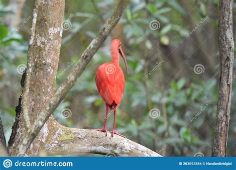 Scarlet Ibis Or Eudocimus Ruber Stock Photo Image Of Feather Bill