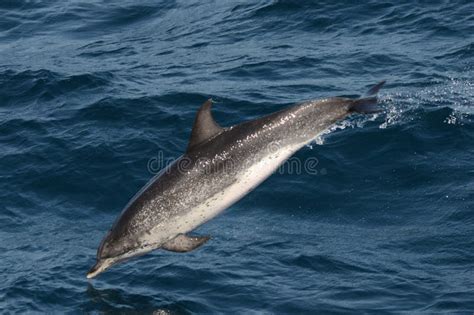 Atlantische Vlekdolfijn Atlantic Spotted Dolphin Stenella Frontalis