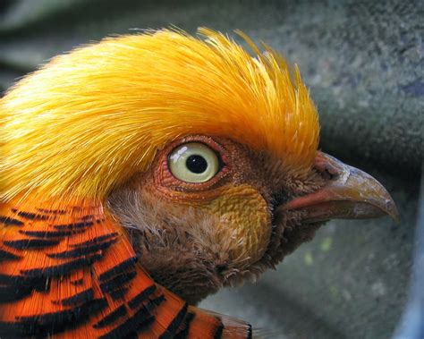 Golden Pheasant - Birds World