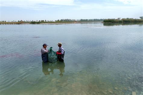 张掖市人民政府 临泽县曹家湖4万多斤螃蟹搭乘专机飞往南方市场