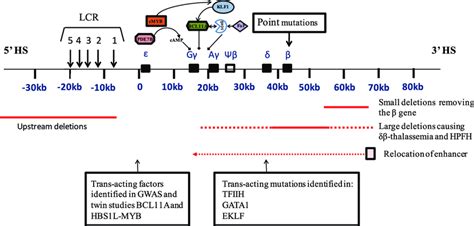 Mutations And Genetic Modifiers Affecting B Thalassemia The Upper