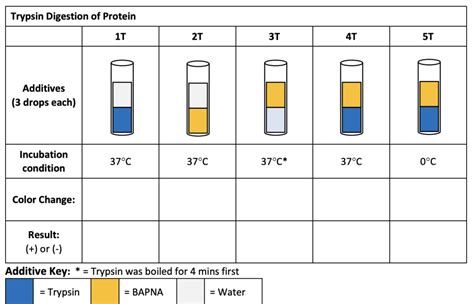 Diagram Of Trypsin Digestion Of Protein Quizlet