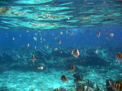 Snorkeling in the Bahamas | Snorkeling, Bahamas, Underwater