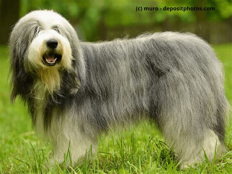 Bearded Collie Steckbrief Fci Klasse Wesen And Mehr Haustiermagazin