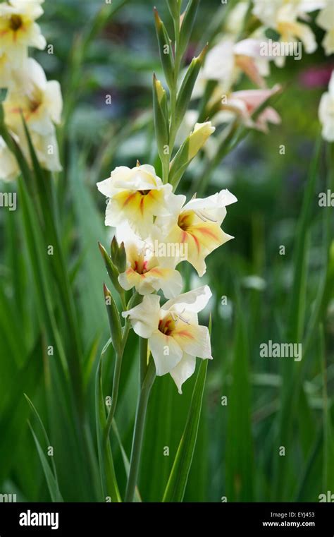 Gladiolus Nanus Halleynanus Gladioli Flower Stock Photo Alamy