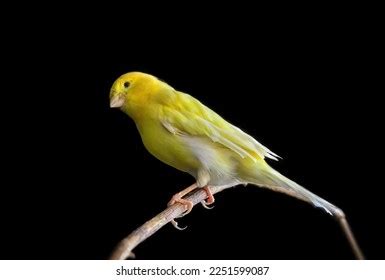 Orange Canary Bird Photos Images Pictures Shutterstock