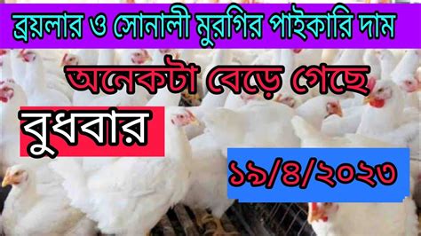 ১৯ এপ্রিল আজকের ব্রয়লার ও সোনালী মুরগির পাইকারি দাম Youtube